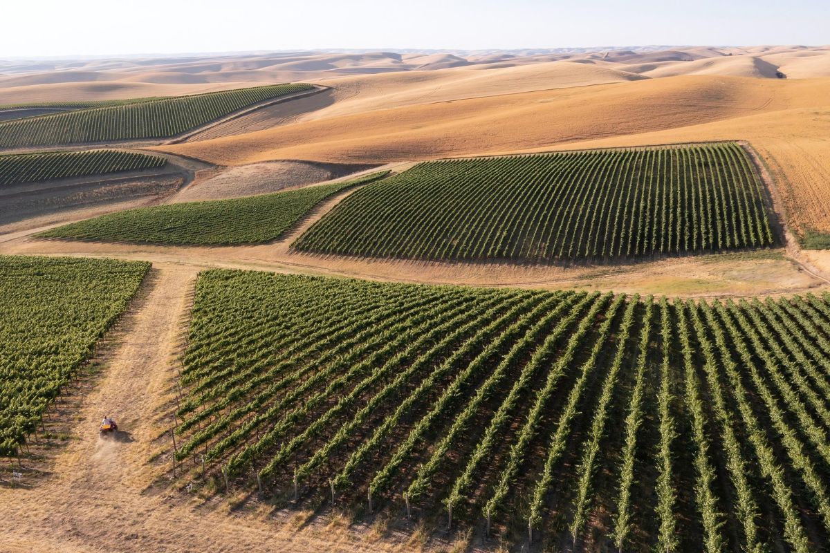 Waterbrook & Browne Family Vineyard, Walla Walla Valley